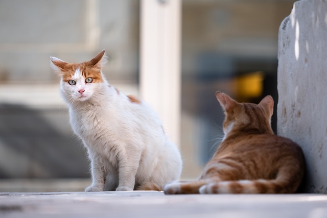 Consejos simples para determinar el género de tu gato o gata